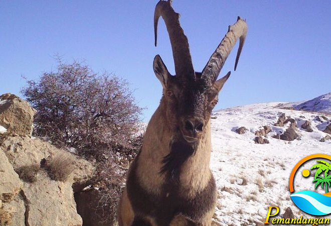 Berkenalan dengan Fauna Liar di Armenia