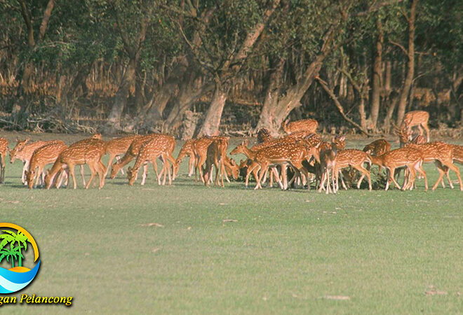 Petualangan Seru di Taman Nasional Bangladesh