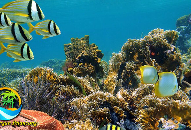 Wisata Maladewa: Keindahan Bawah Laut